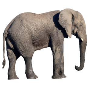 Elephant PNG