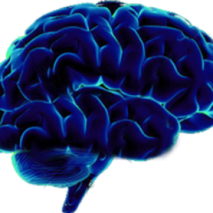 Brain PNG