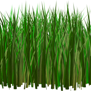 Grass PNG