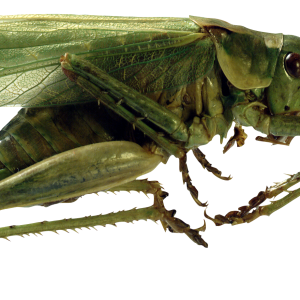 Grasshopper PNG