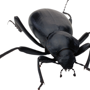 bug PNG image