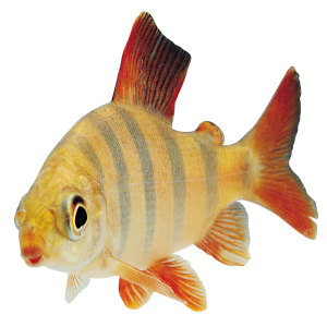 fish PNG image
