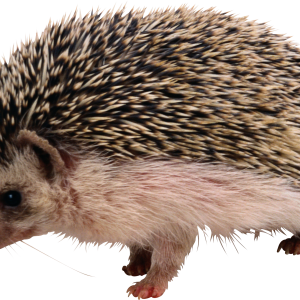 Hedgehog PNG