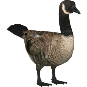Goose PNG