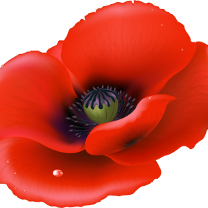 flower PNG poppy