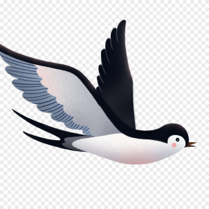 Swallow PNG