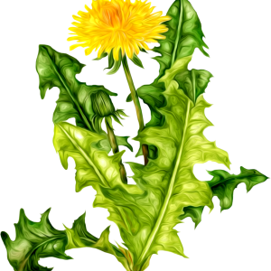 Dandelion PNG