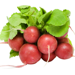 Radish PNG