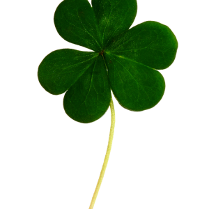 Shamrock PNG