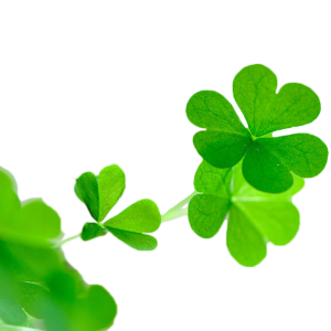 Shamrock PNG