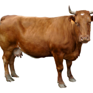 cow PNG