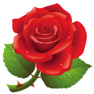 Rose PNG