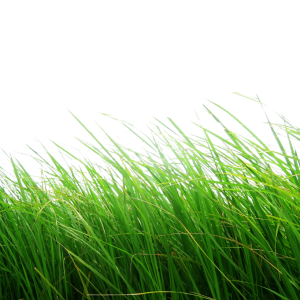 grass png image, green grass PNG picture