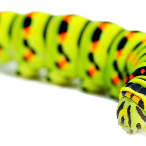 Caterpillar PNG