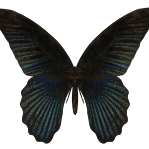 Butterfly PNG image