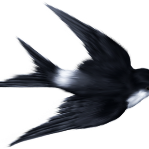 Swallow PNG