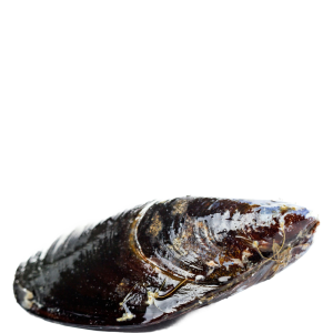 Mussel PNG