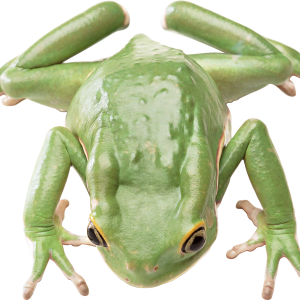 Green frog PNG