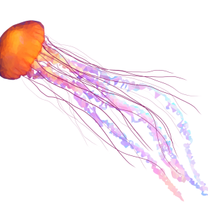 Jellyfish PNG