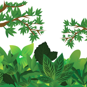 Jungle PNG