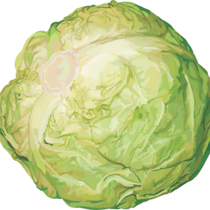 Cabbage PNG image