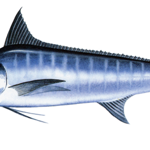 Swordfish PNG