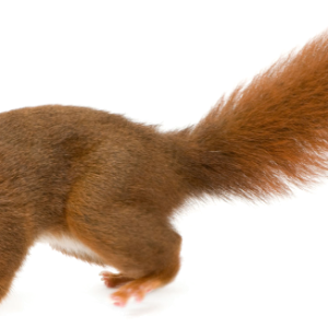 Squirrel PNG