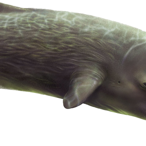 Sperm whale PNG