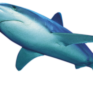 Shark PNG