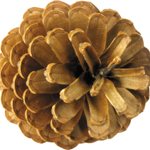 Pine cone PNG