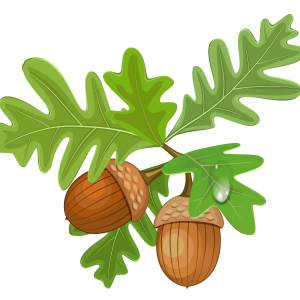 Acorn PNG image