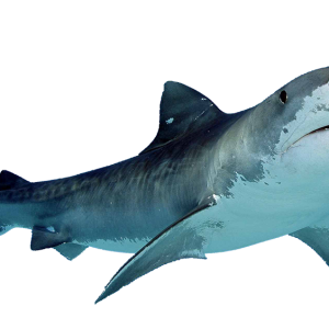 Shark PNG