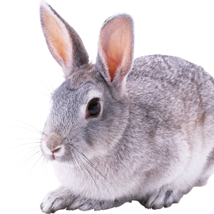 Rabbit PNG image