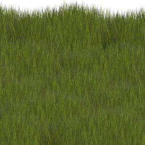 Grass PNG