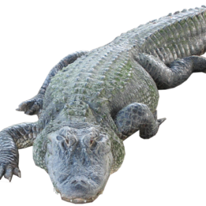 Crocodile PNG