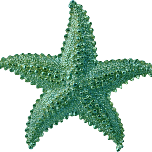 Starfish PNG