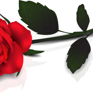 Rose PNG