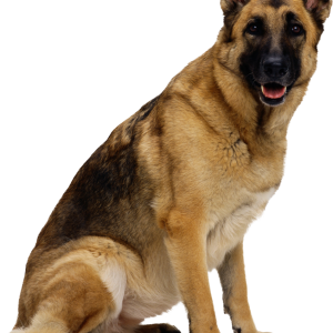 German Shepherd PNG