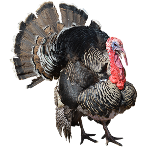 Turkey bird PNG