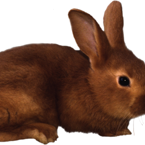 Rabbit PNG image
