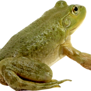 Green frog PNG