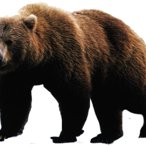 bear PNG