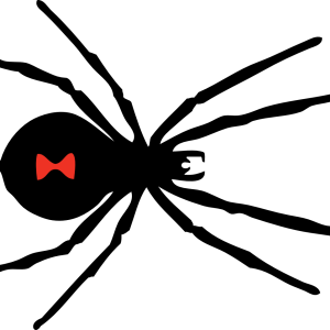 Spider PNG image
