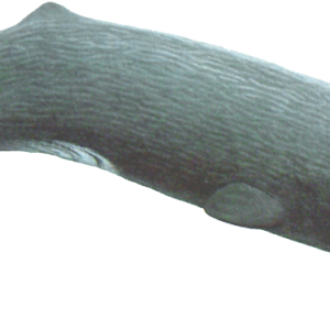 Sperm whale PNG