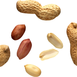 Peanut PNG