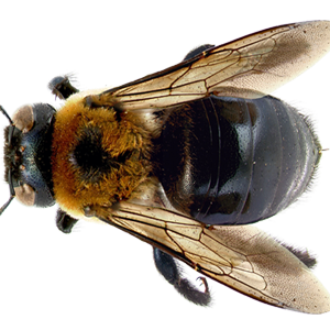 Bee PNG