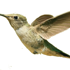Bird PNG