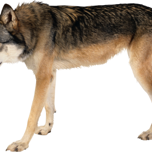 Wolf PNG image