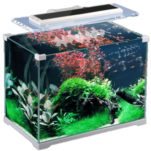 Aquarium PNG