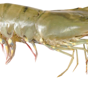 Shrimp PNG